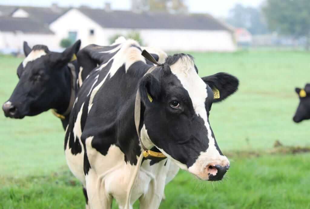 Nestlé quits global dairy methane alliance