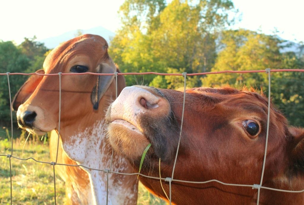 Farmers welcome revised methane targets and govt announcement ruling out methane taxes
