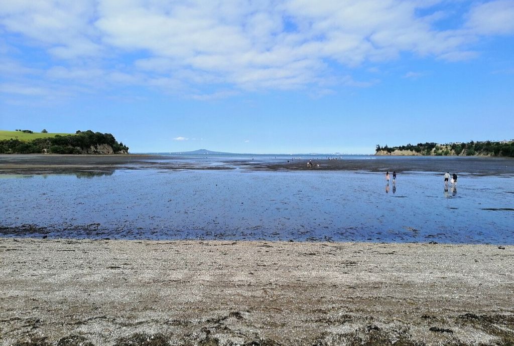 Rock pools stripped bare as population growth strains coastal rules