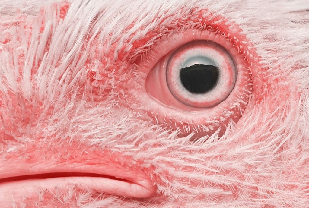 Bird flu now a ‘when, not if’ threat, Biosecurity Minister says